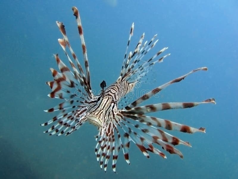 Zebra Lion Fish in Black Aquarium Background Stock Photo - Image of deep,  dangerous: 167804306