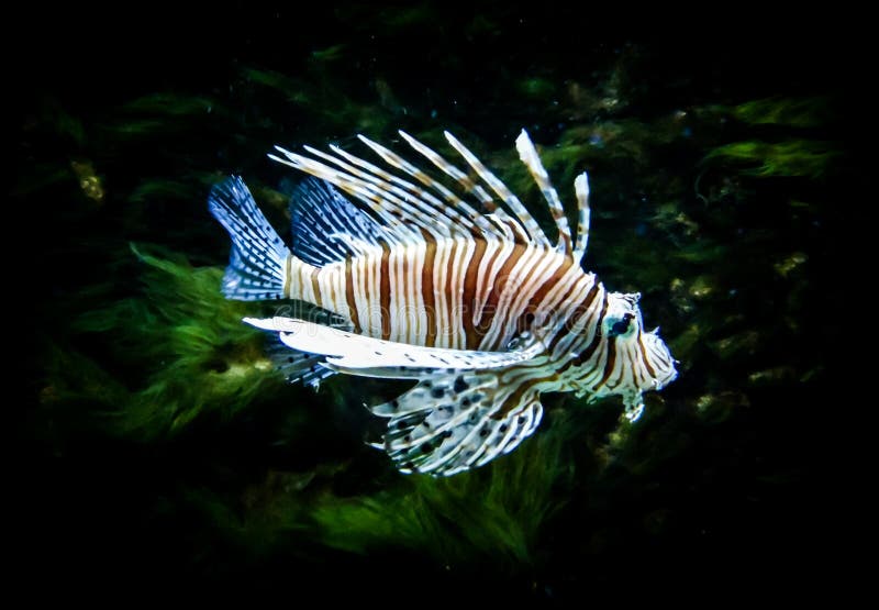 Zebra Lion Fish in Black Aquarium Background Stock Photo - Image of deep,  dangerous: 167804306