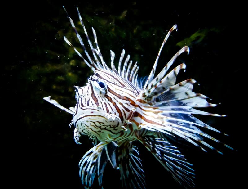 Zebra Lion Fish in Black Aquarium Background Stock Photo - Image of deep,  dangerous: 167804306