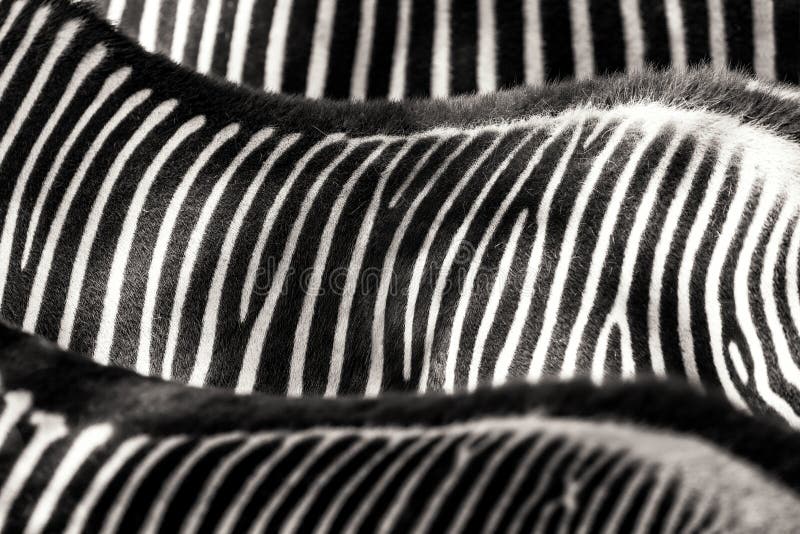 A zebra listra o fundo abstrato imagem de stock royalty free A zebra listra o fundo abstrato imagem de stock royalty free