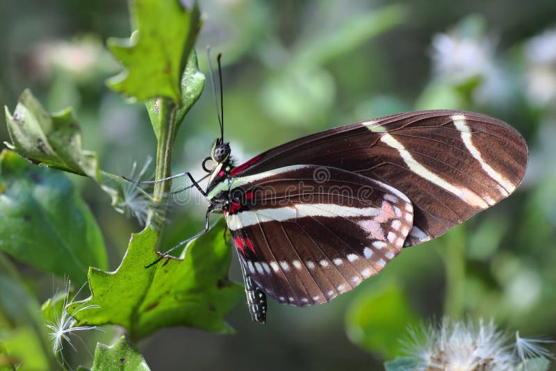 Zebra Longwing Butterfly - 3