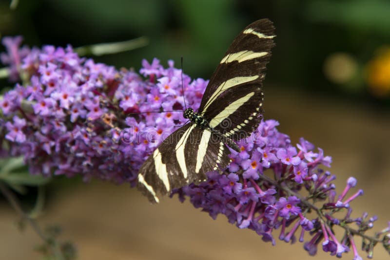 Zebra Longwing stock photo. Image of heliconian, gardens 44671286