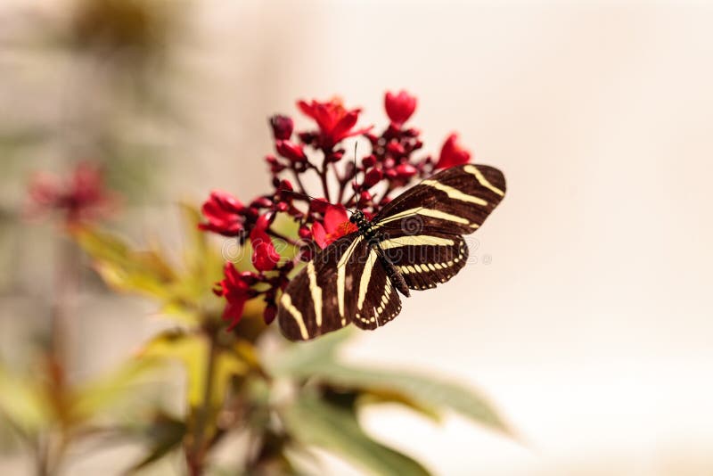 Zebra Longwing Butterfly, Heliconius Charithonia Stock Photo Image of