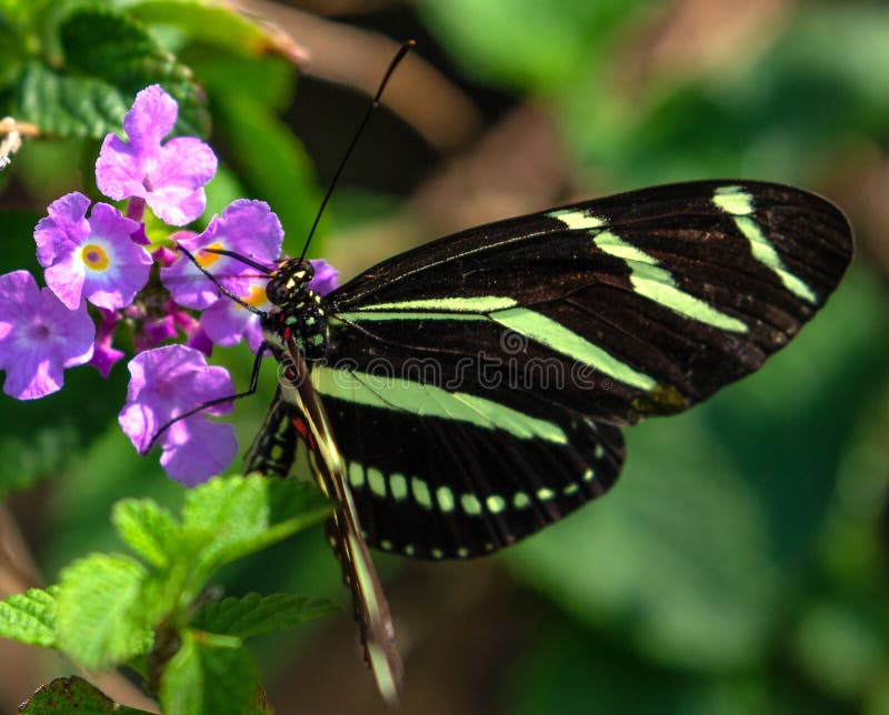 Zebra Longwing Butterfly on Lantana stock photos Zebra Longwing Butterfly on Lantana stock photos