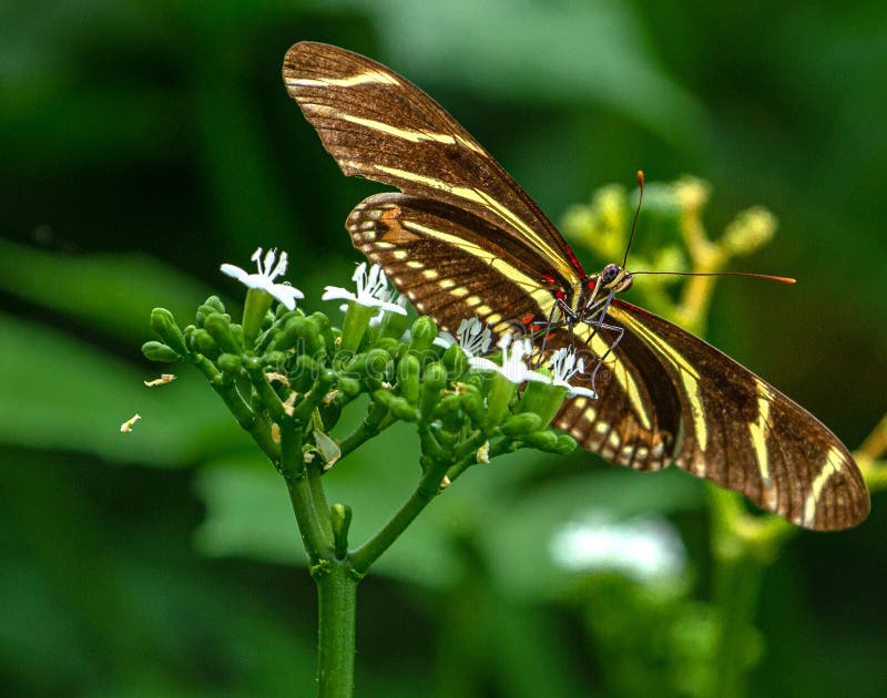 Zebra Longwing Butterfly on White Flower stock photography Zebra Longwing Butterfly on White Flower stock photography