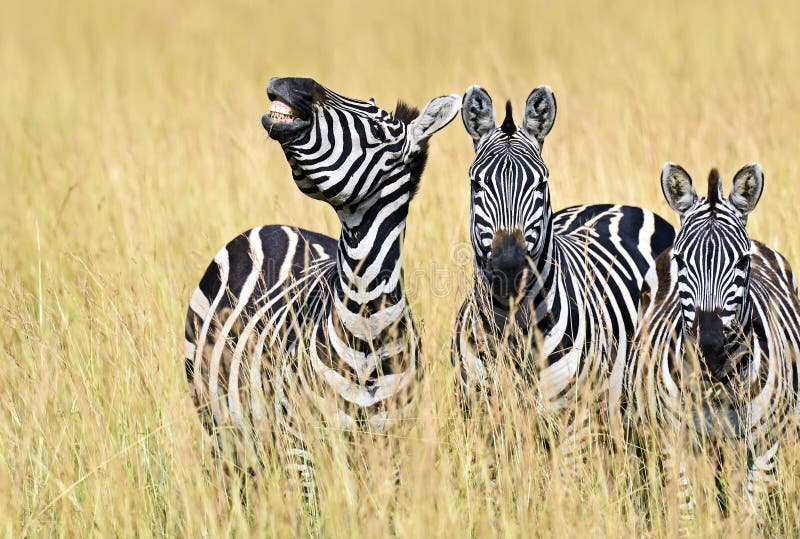 spotted zebra masai mara
