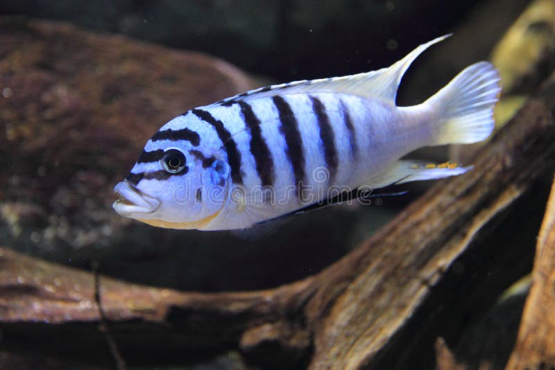 Zebra Mbuna cichlid stock photo. Image of mbuna, zebra ...
