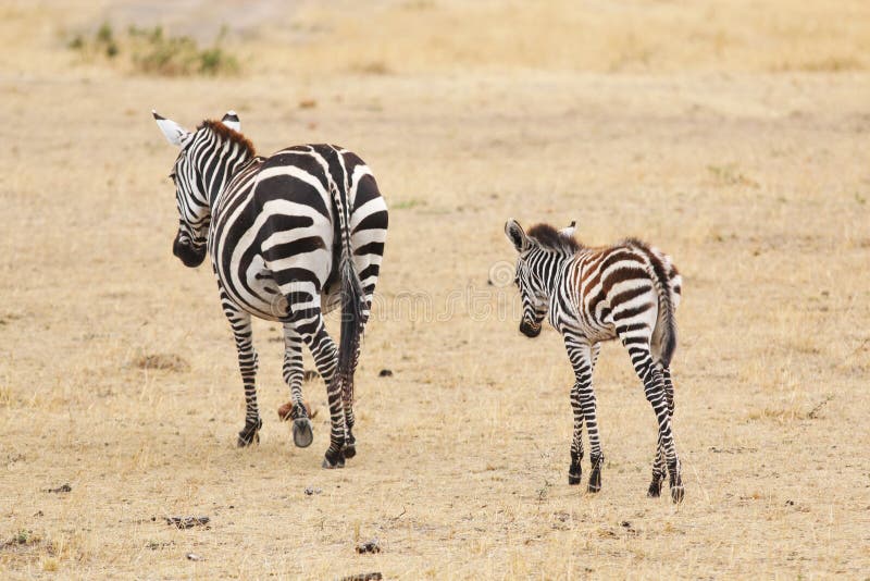 African Zebra Mother and Baby Stock Image Image of national, black