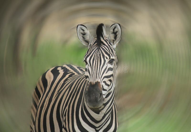 Zebra on a Neutral Background Stock Photo Image of nature, mammal 76861870
