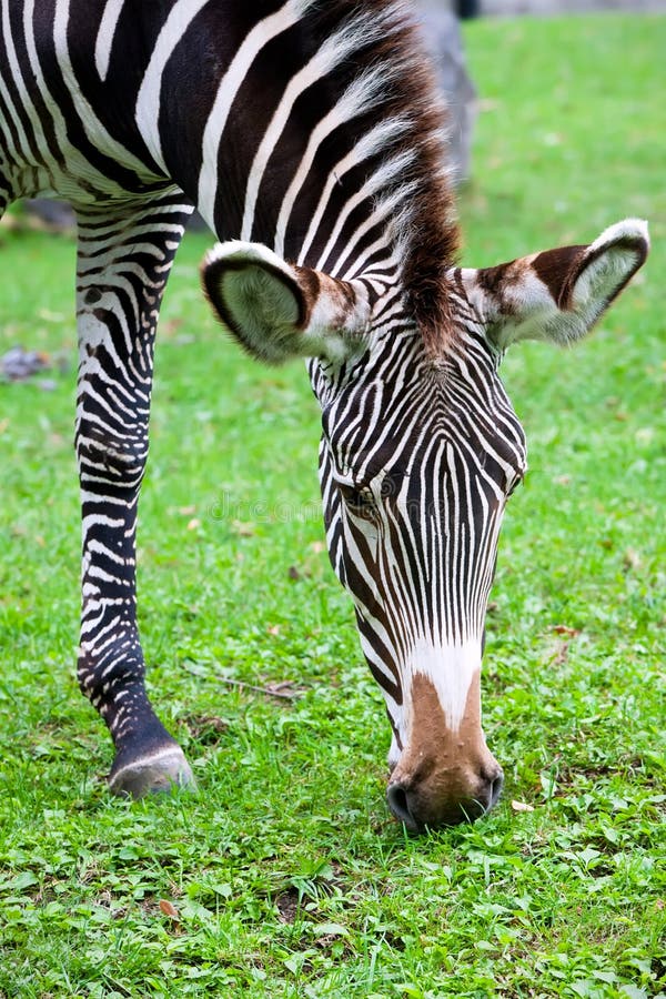 Zebra stock photo. Image of herbivore, background, black 35838522
