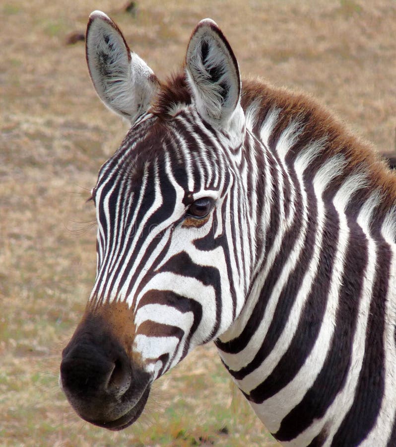 Zebra no Masai Mara de Kenya.