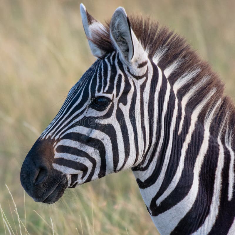 Zebra no savana africano, em Masai Mara, Kenia foto de stock royalty free Zebra no savana africano, em Masai Mara, Kenia foto de stock royalty free