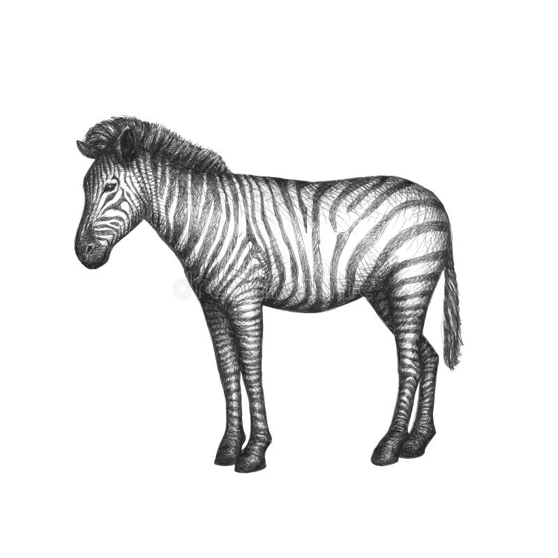 Zebra odizolowywająca na białym tle wektor royalty ilustracja