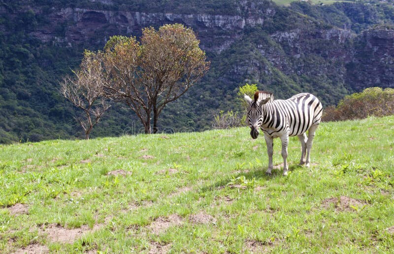 Young Male Zebra in Open Grassland of Wildlife Reserve Stock Image