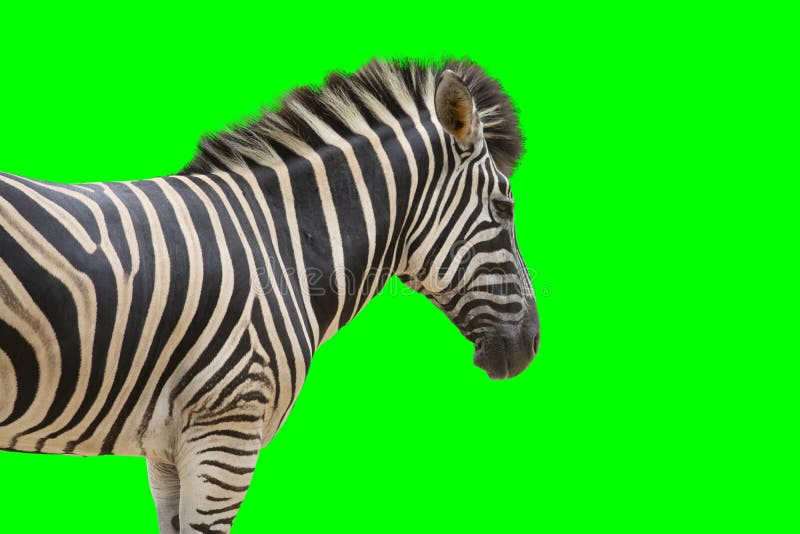 Zebra Over Greenscreen As Wildlife Background Stock Image Image of