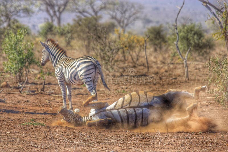 Zebra playing in Kruger South Africa royalty free stock images Zebra playing in Kruger South Africa royalty free stock images