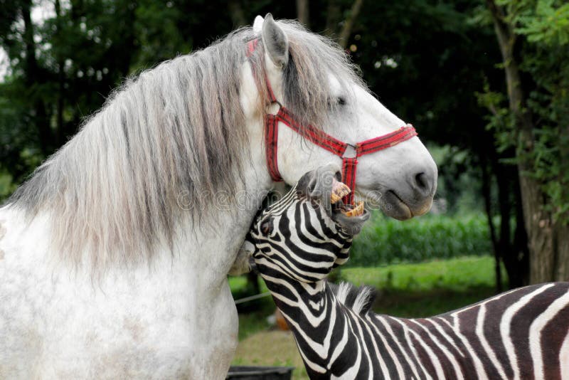 Zebra a giocare con il cavallo bianco.