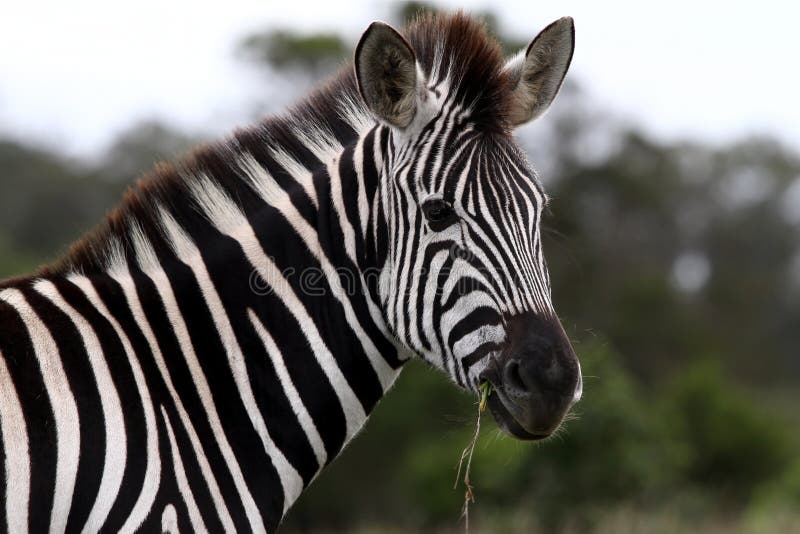 Zebra Portrait