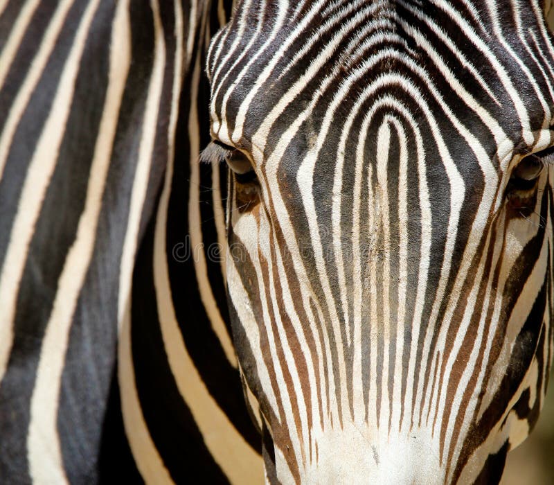 Zebra portrait