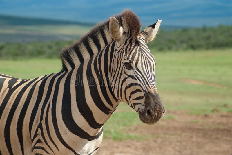 Zebra Portrait