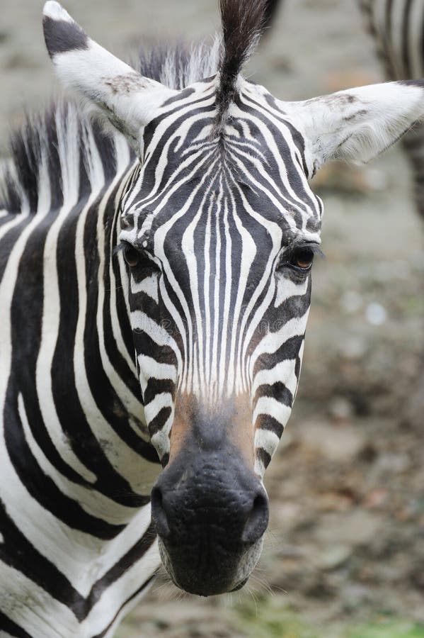 Zebra portrait