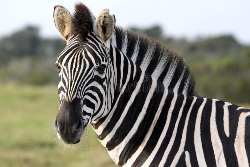 Zebra Portrait