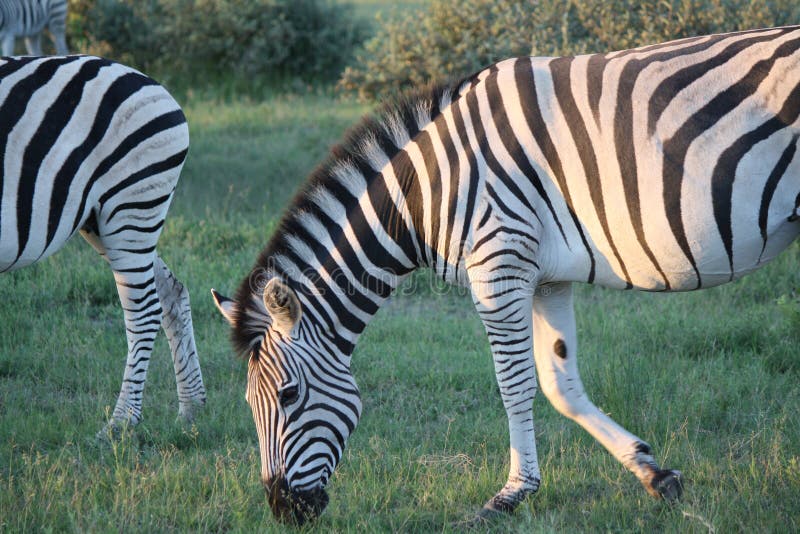 Zebra Portrait in Botswana