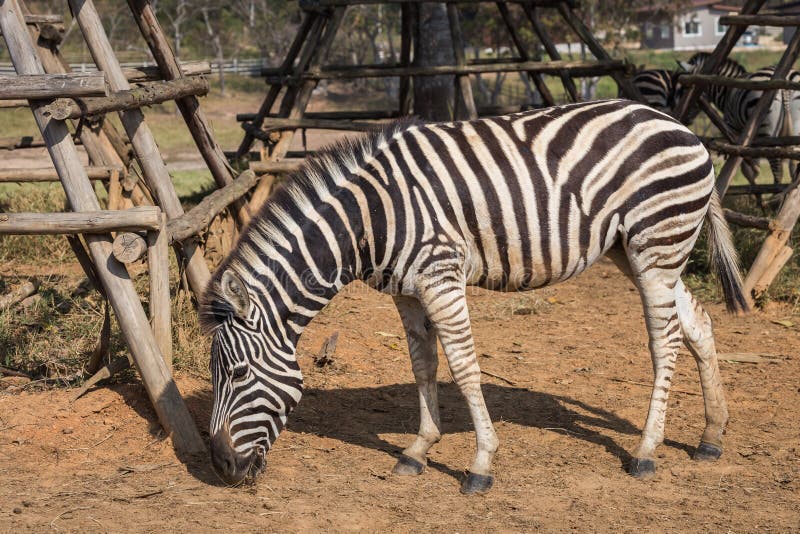 Zebra Portrait in the Farm at Chiang Rai Stock Photo Image of