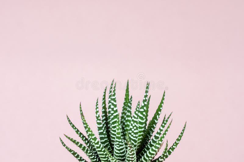 Zebra Print Succulent On Pastel Pink Background Stock Photo Image Of Botanic Design 126755122