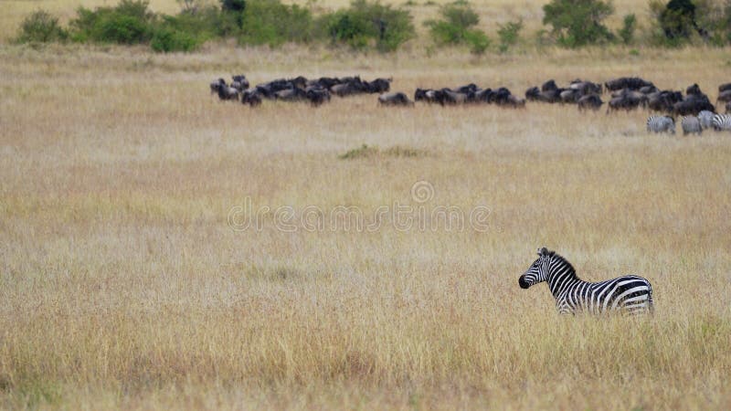 Zebra que está na grama do savana africano na perspectiva do rebanho do gnu do gnu foto de stock royalty free Zebra que está na grama do savana africano na perspectiva do rebanho do gnu do gnu foto de stock royalty free