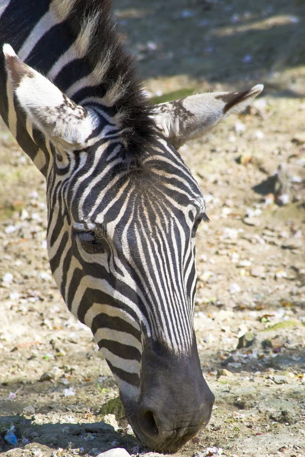 Zebra que pasta imagem de stock royalty free Zebra que pasta imagem de stock royalty free