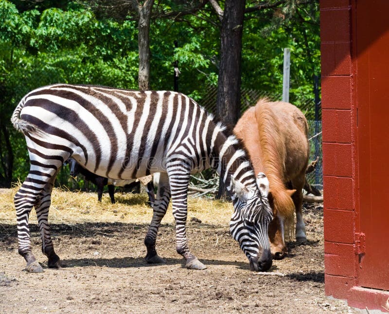 Zebra at Rescue Farm stock image. Image of striped, rescued 15669527