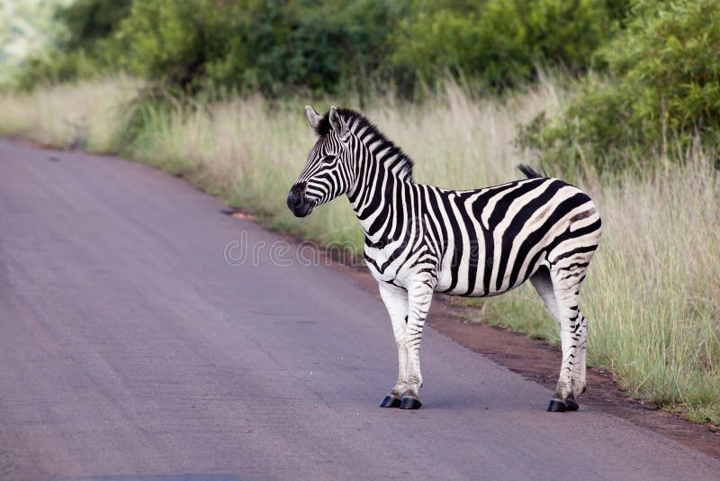 Zebra on road