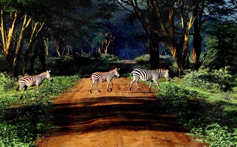 Zebra on the road