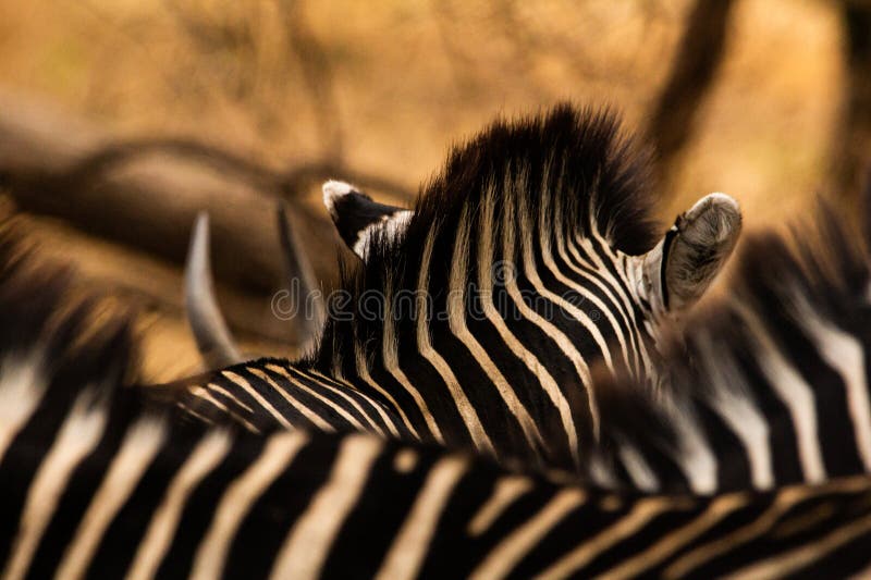 Zebra´s hair stock photo. Image of wildlife, monochrome 269936508