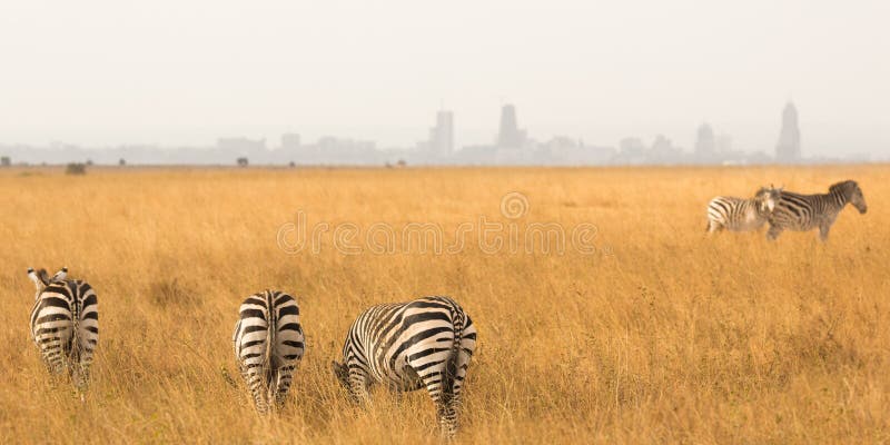 Zebra ` s mit Nairobi auf Hintergrund stockfotografie Zebra ` s mit Nairobi auf Hintergrund stockfotografie