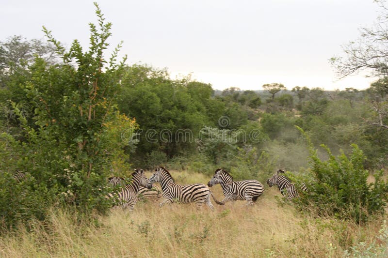 Zebra in Sabi Sand Reserve