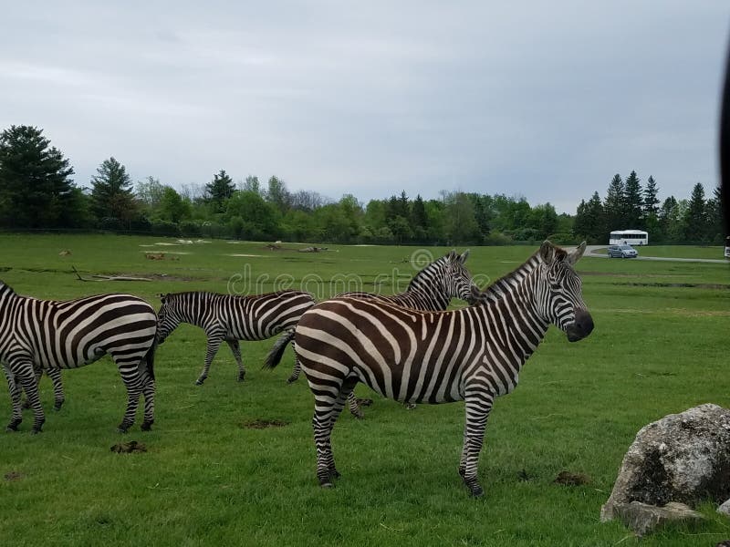 Zebra Safari Park stockfotos Zebra Safari Park stockfotos