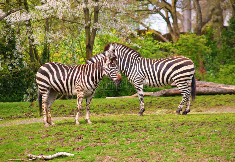 Zebra, Serengeti, Tansania, Ostafrika lizenzfreies stockbild Zebra, Serengeti, Tansania, Ostafrika lizenzfreies stockbild