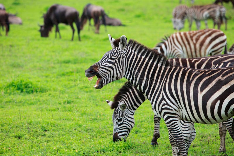Zebra showing teeth stock image. Image of adventure, green - 16211069