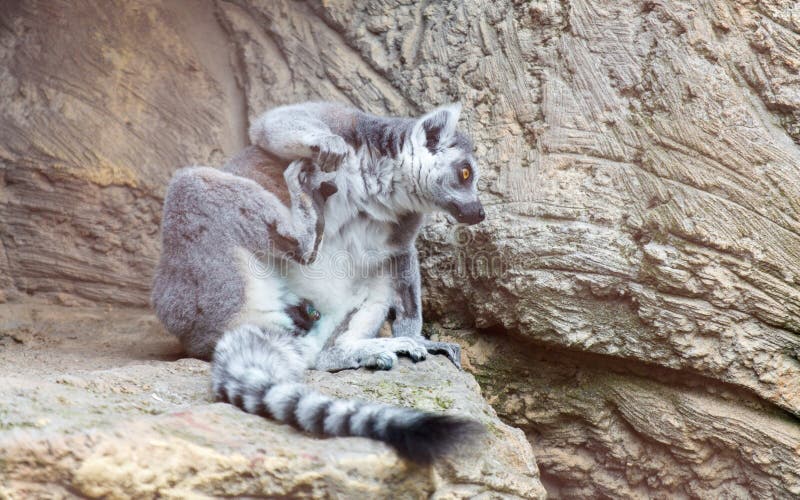 A zebra is sitting on a rock royalty free stock image