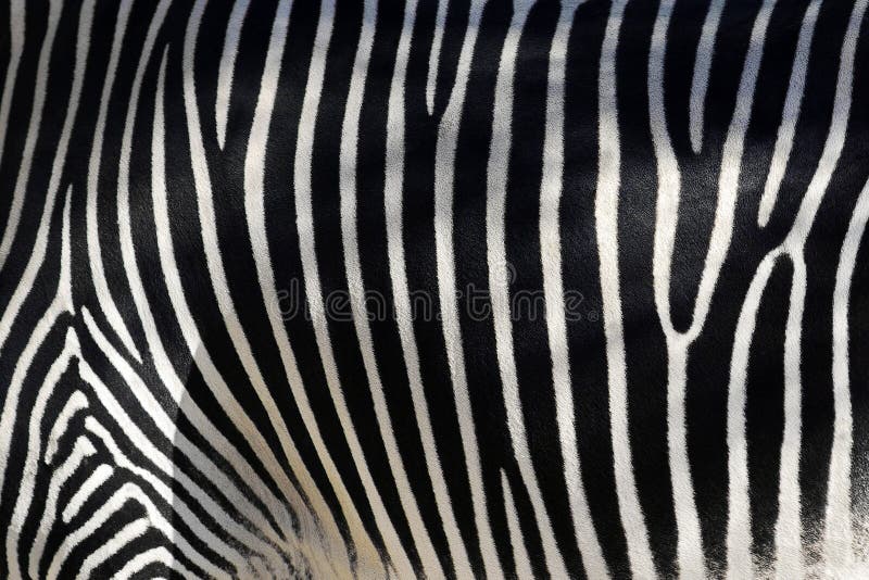 Zebra Skin