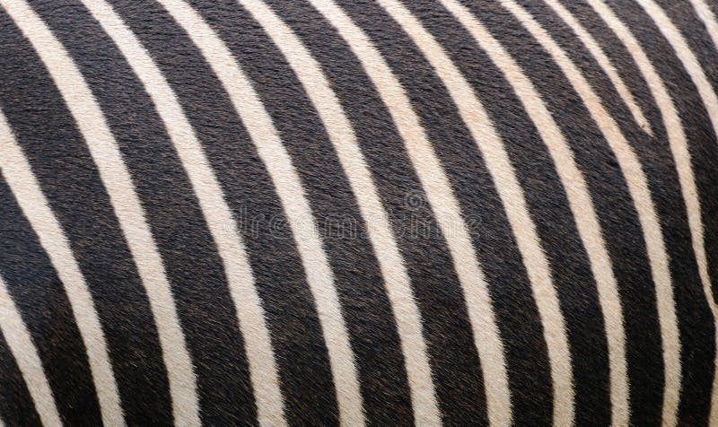 Zebra skin stock image. Image of markings, nature, wildlife - 6406647
