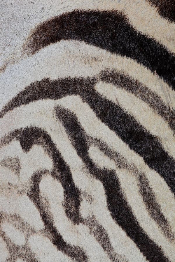 Zebra skin stock photo. Image of burchells, close, macro 10895326