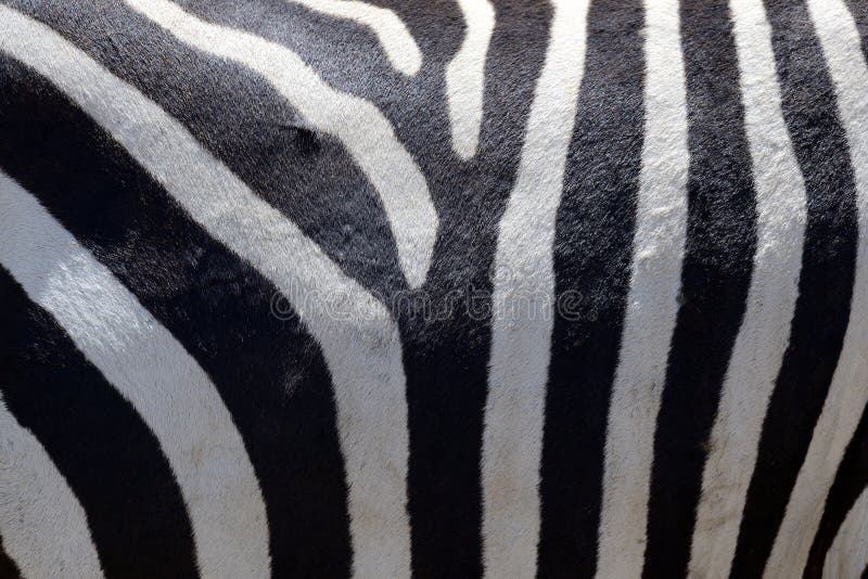 Цвет кожи зебры под шерстью. Королевская Зебра. Кожа у зебры белая или черная. У зебры полоски есть на коже. Зебра аудио