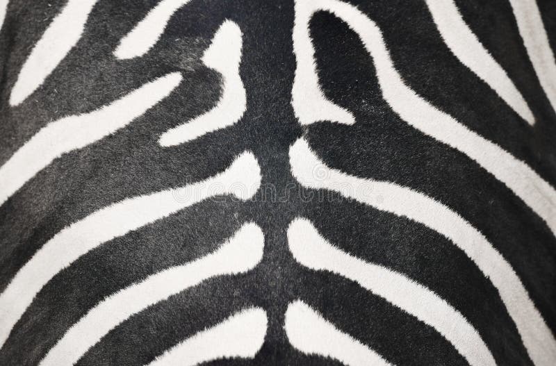 Zebra skin stock image. Image of design, striped, background - 33507621
