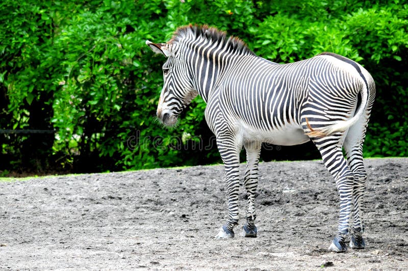 Zebra in South Florida stock photo. Image of zebra, black 54437796