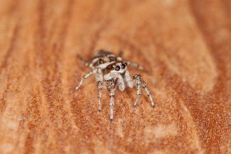 zebra spider oregon zebra spider oregon