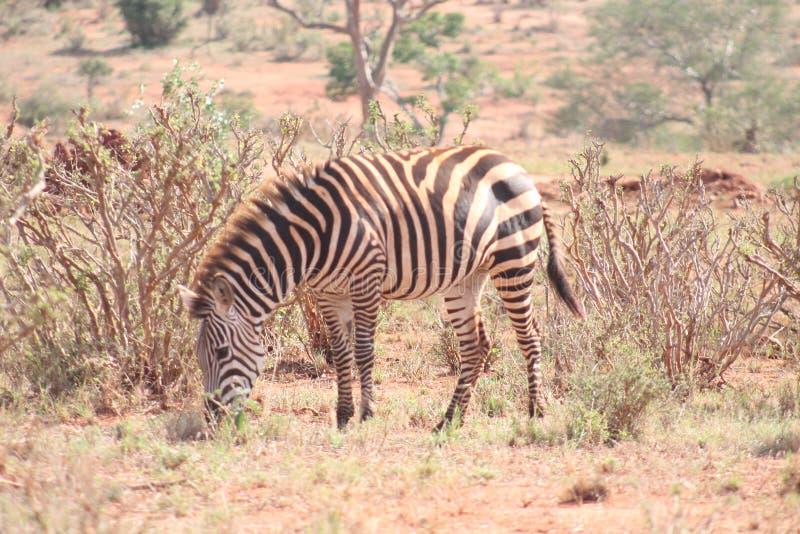 Zebra spotted in the wilderness stock images Zebra spotted in the wilderness stock images
