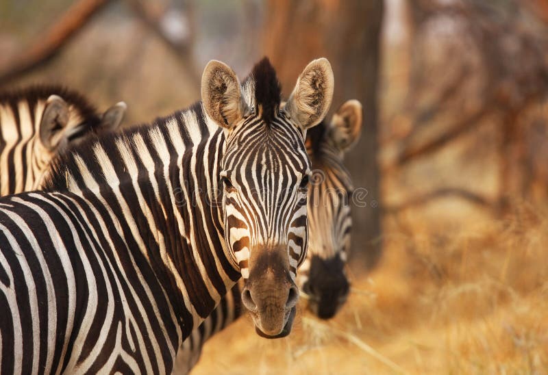 Zebra stare